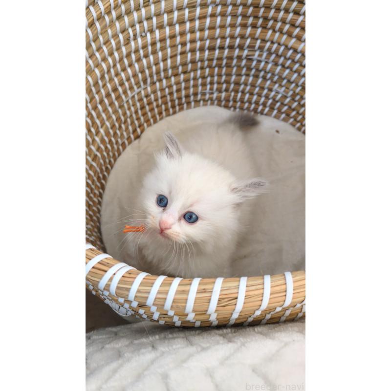 販売中の茨城県のラグドール-133601の2枚目