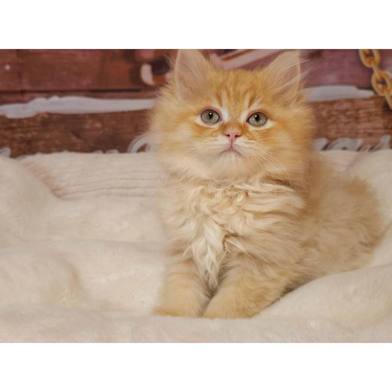 商談中の埼玉県のサイベリアン-132473の4枚目