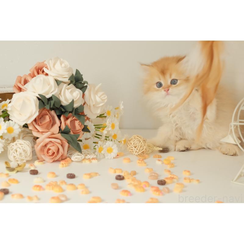 成約済の東京都のブリティッシュロングヘア-131402の11枚目