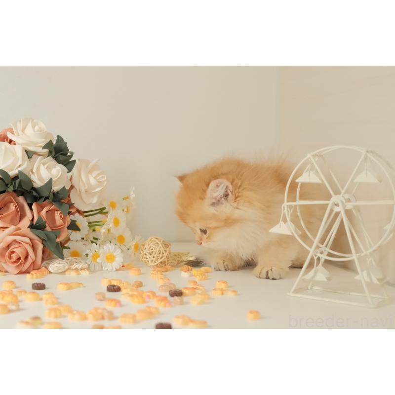 成約済の東京都のブリティッシュロングヘア-131402の10枚目