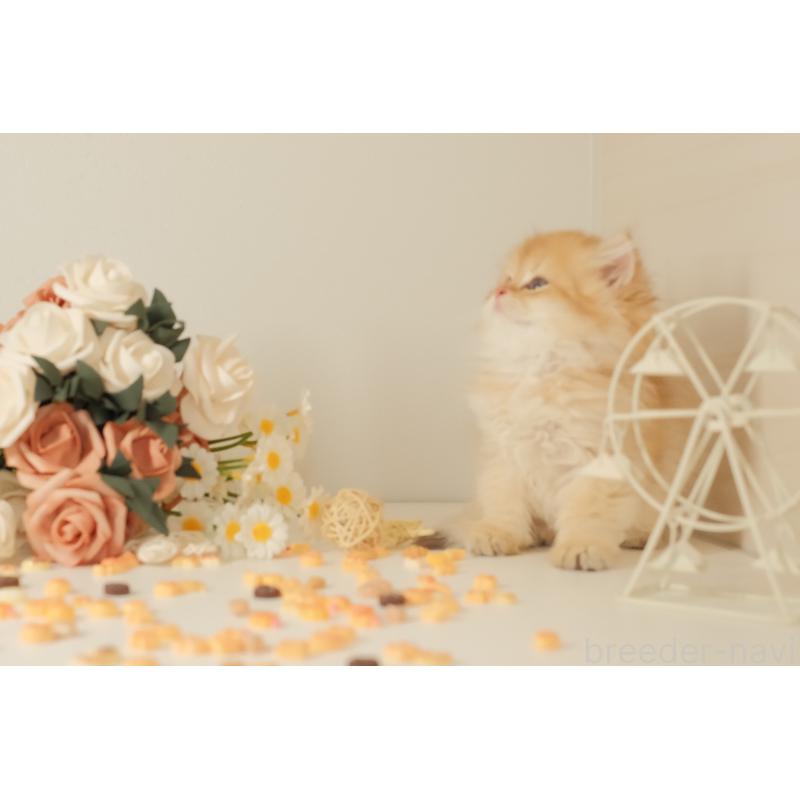 成約済の東京都のブリティッシュロングヘア-131402の9枚目