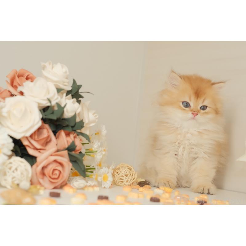 成約済の東京都のブリティッシュロングヘア-131402の8枚目