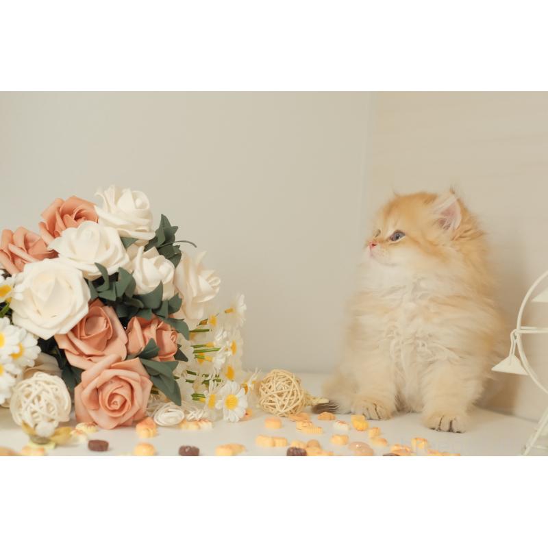 成約済の東京都のブリティッシュロングヘア-131402の6枚目