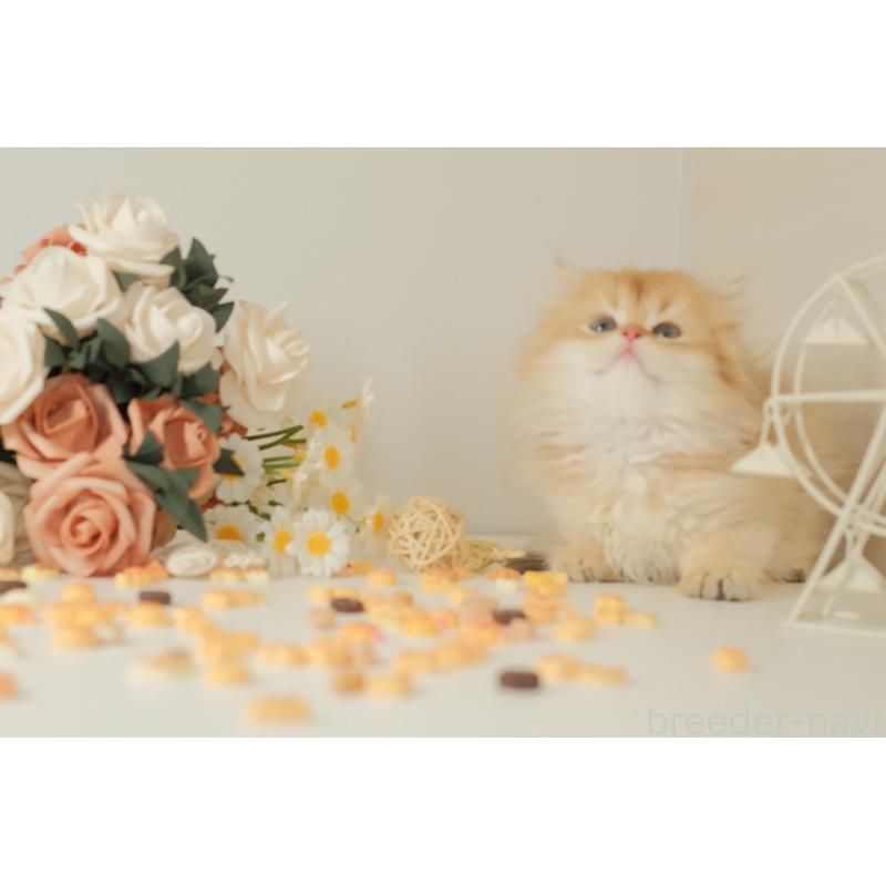 成約済の東京都のブリティッシュロングヘア-131402の5枚目