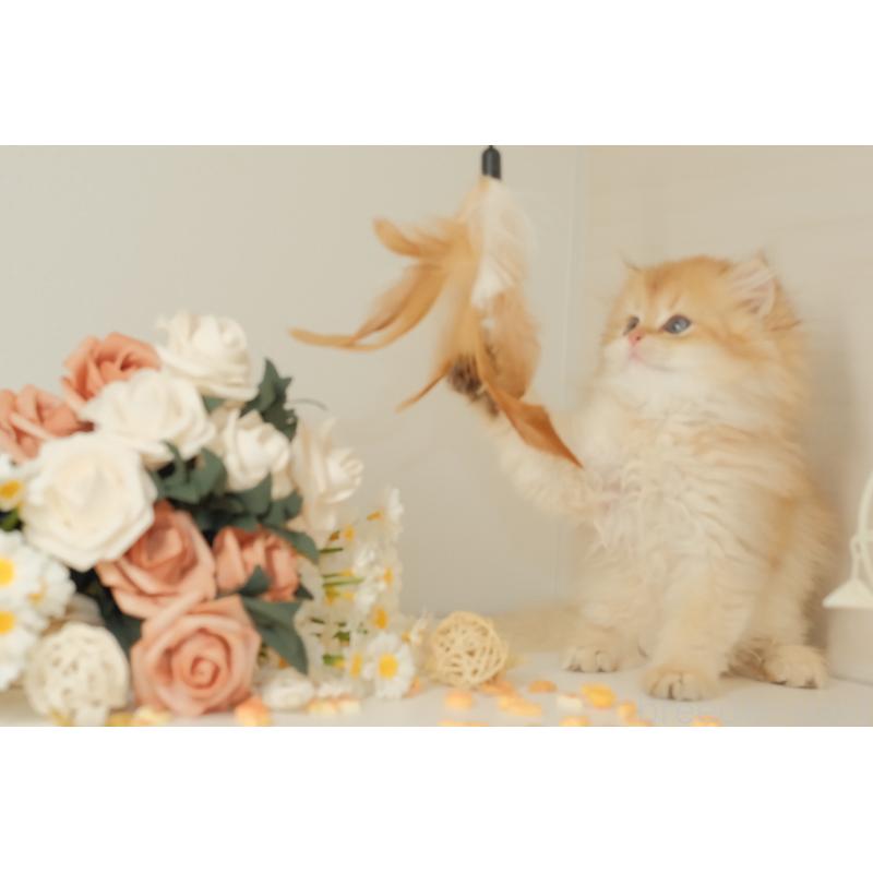 成約済の東京都のブリティッシュロングヘア-131402の4枚目