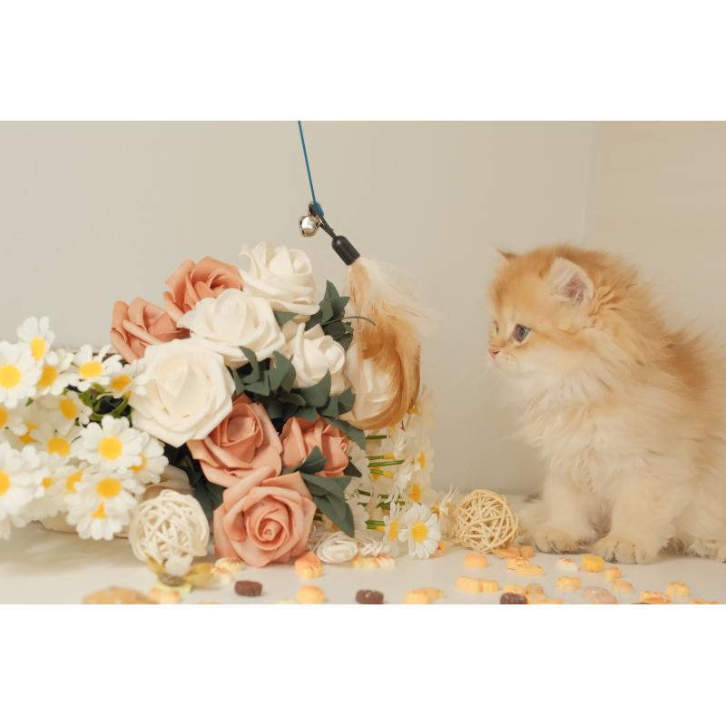 成約済の東京都のブリティッシュロングヘア-131402の3枚目