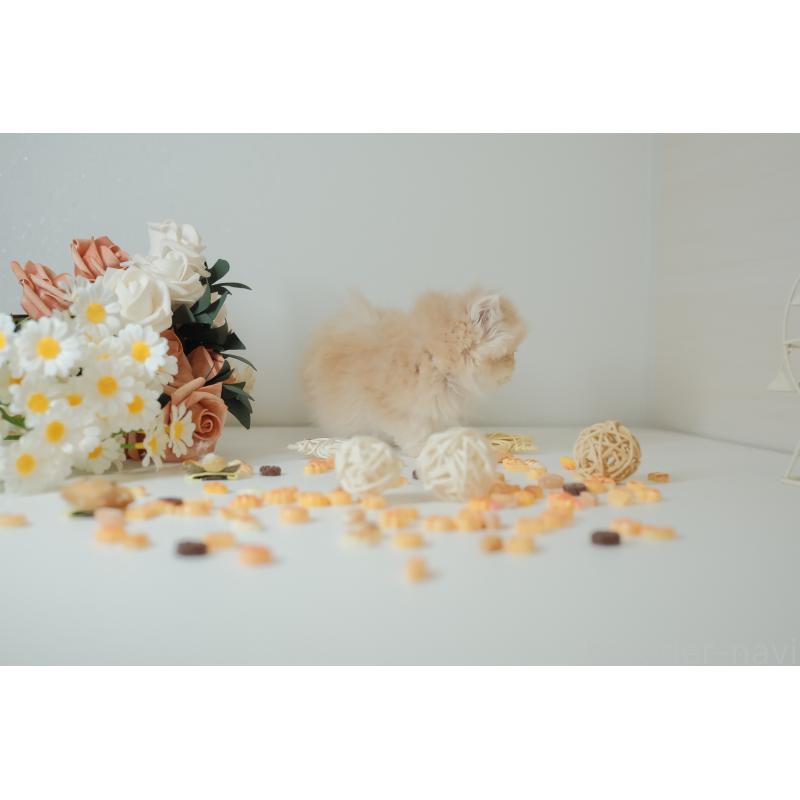 販売中の東京都のブリティッシュロングヘア-133602の9枚目