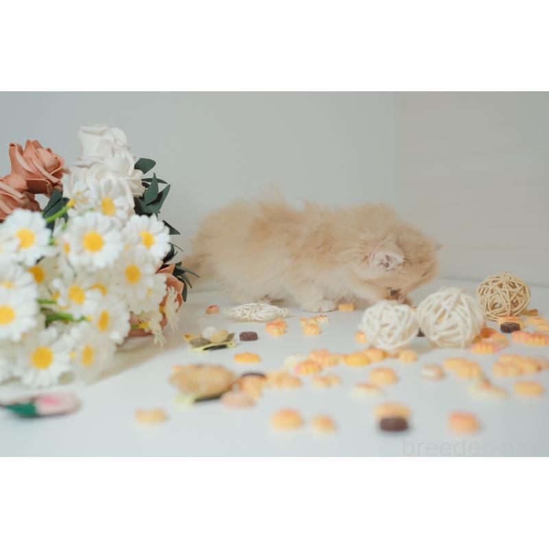 販売中の東京都のブリティッシュロングヘア-133602の8枚目