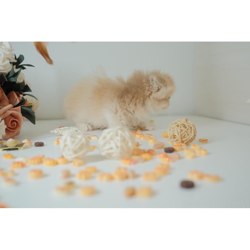 販売中の東京都のブリティッシュロングヘア-133602の6枚目