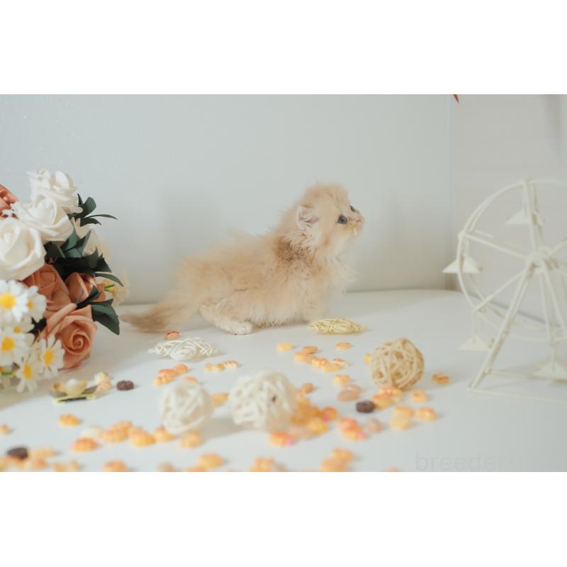 販売中の東京都のブリティッシュロングヘア-133602の5枚目