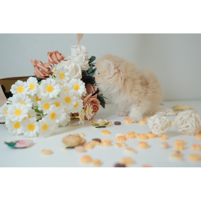 販売中の東京都のブリティッシュロングヘア-133602の4枚目