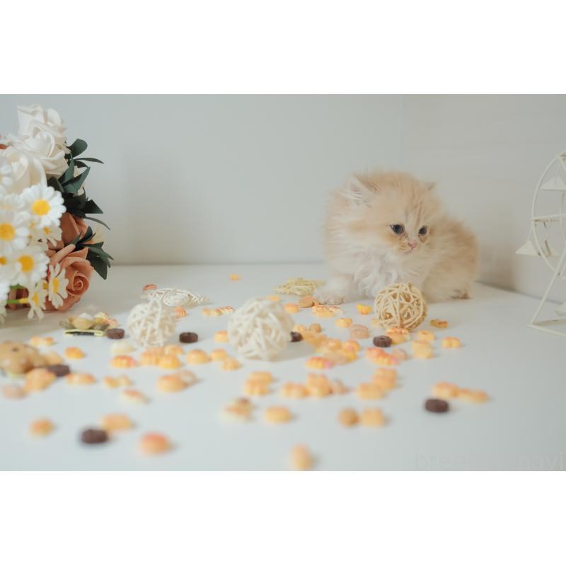 販売中の東京都のブリティッシュロングヘア-133602の3枚目