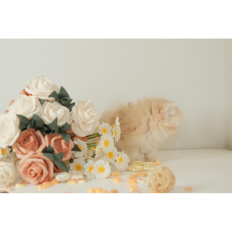 販売中の東京都のブリティッシュロングヘア-133602の2枚目