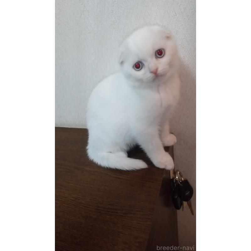 販売中の栃木県のスコティッシュフォールド-131273の3枚目