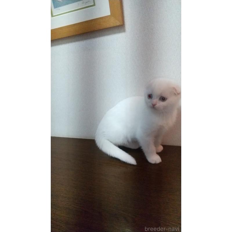 販売中の栃木県のスコティッシュフォールド-131273の2枚目