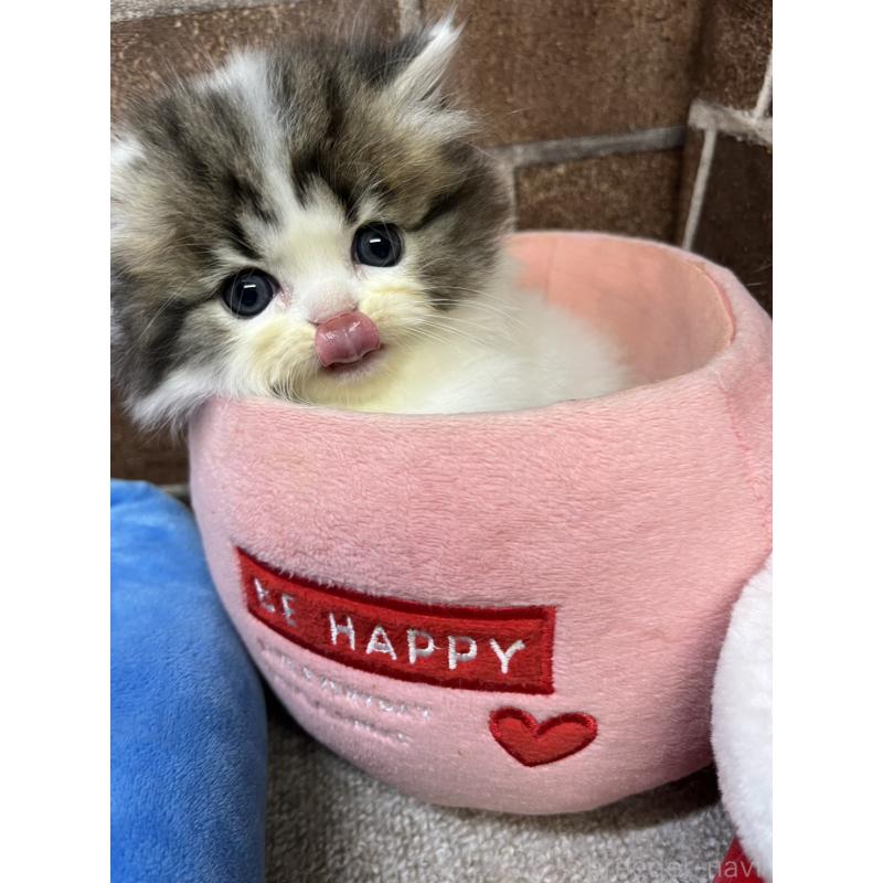 成約済の東京都のミヌエット(短足)-132994の15枚目