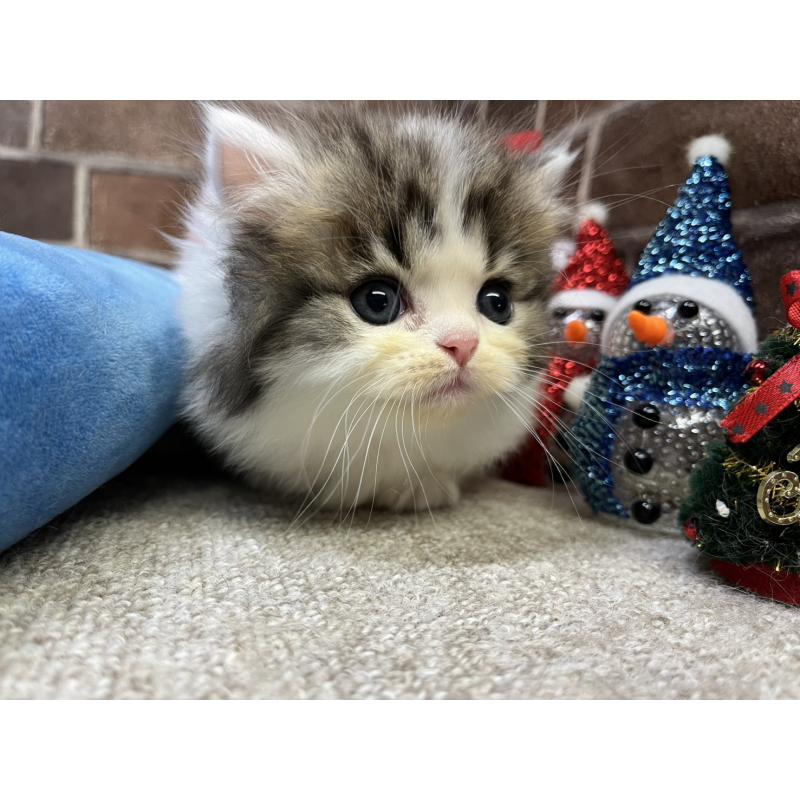 成約済の東京都のミヌエット(短足)-132994の14枚目