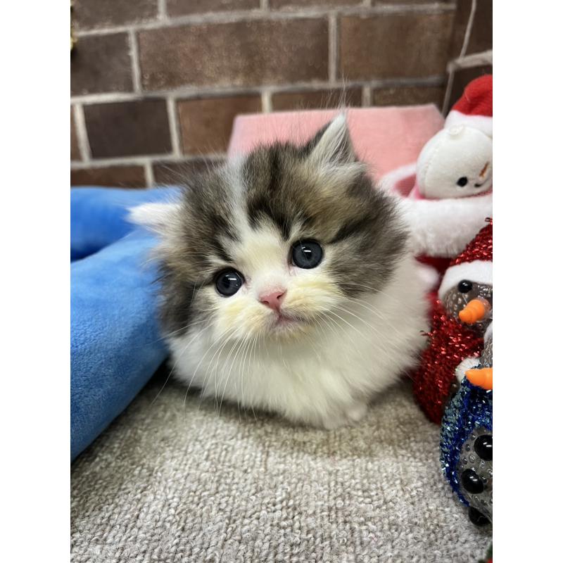 成約済の東京都のミヌエット(短足)-132994の13枚目