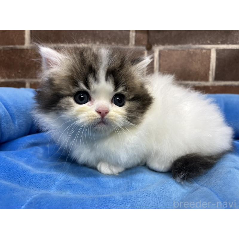 成約済の東京都のミヌエット(短足)-132994の12枚目