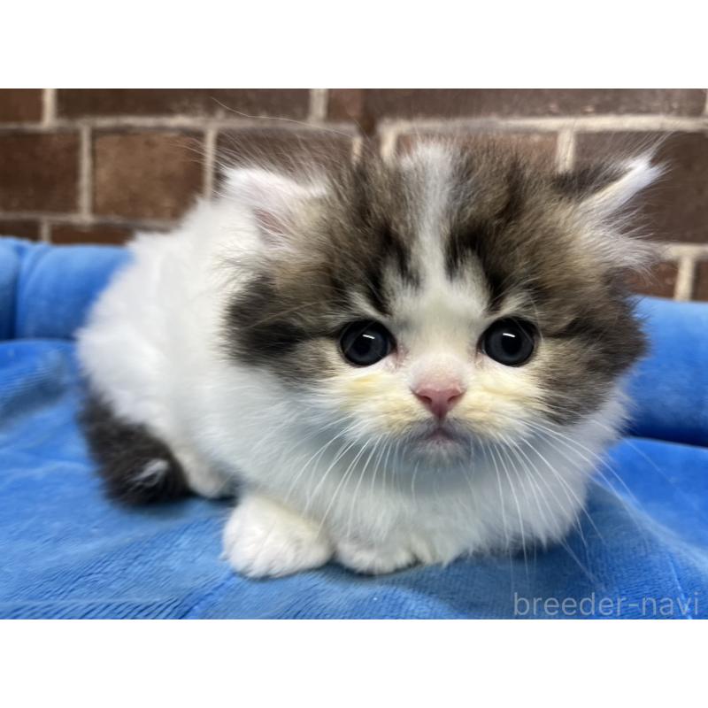 成約済の東京都のミヌエット(短足)-132994の11枚目