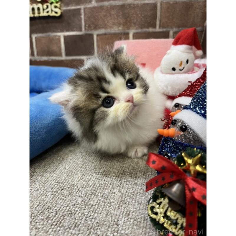 成約済の東京都のミヌエット(短足)-132994の10枚目