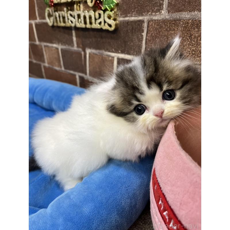 成約済の東京都のミヌエット(短足)-132994の9枚目