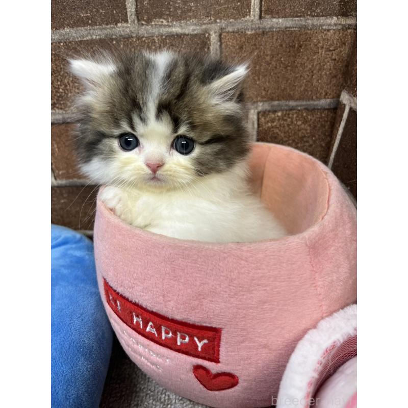 成約済の東京都のミヌエット(短足)-132994の8枚目