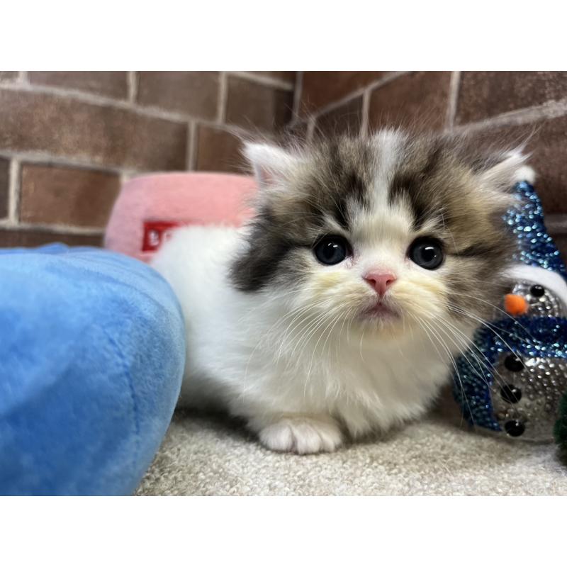 成約済の東京都のミヌエット(短足)-132994の7枚目