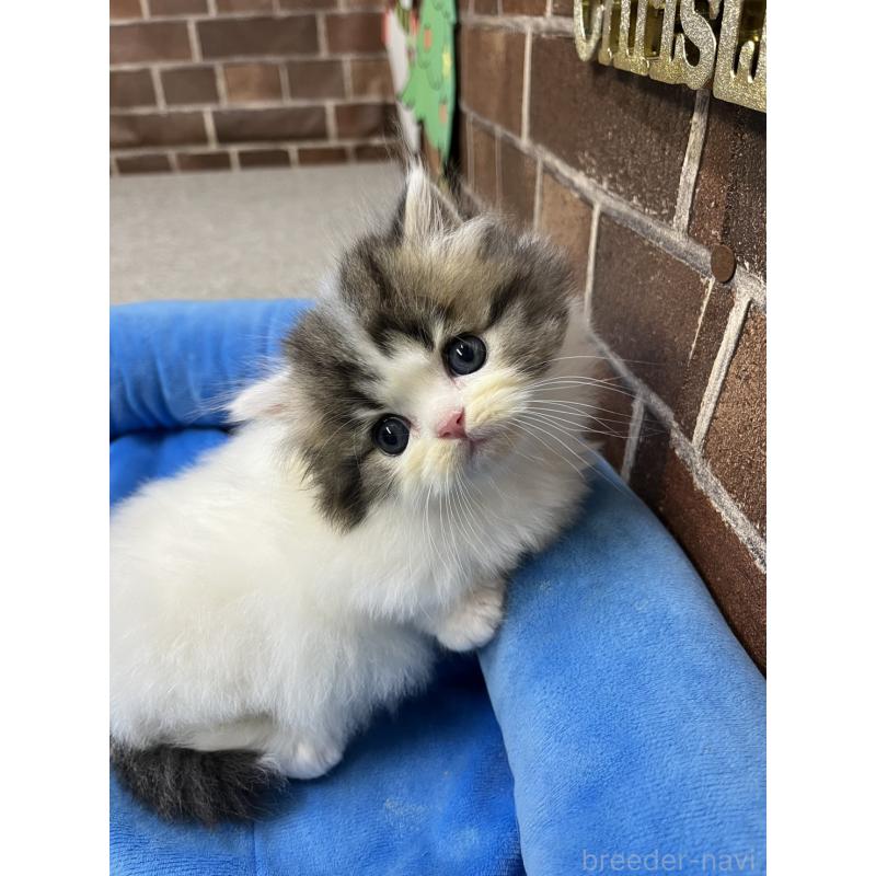 成約済の東京都のミヌエット(短足)-132994の5枚目