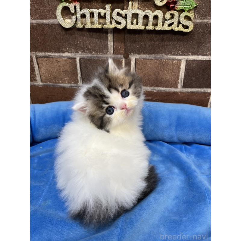 成約済の東京都のミヌエット(短足)-132994の4枚目