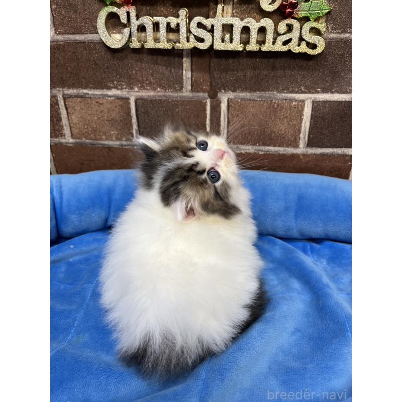 成約済の東京都のミヌエット(短足)-132994の3枚目