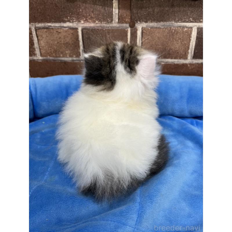 成約済の東京都のミヌエット(短足)-132994の2枚目