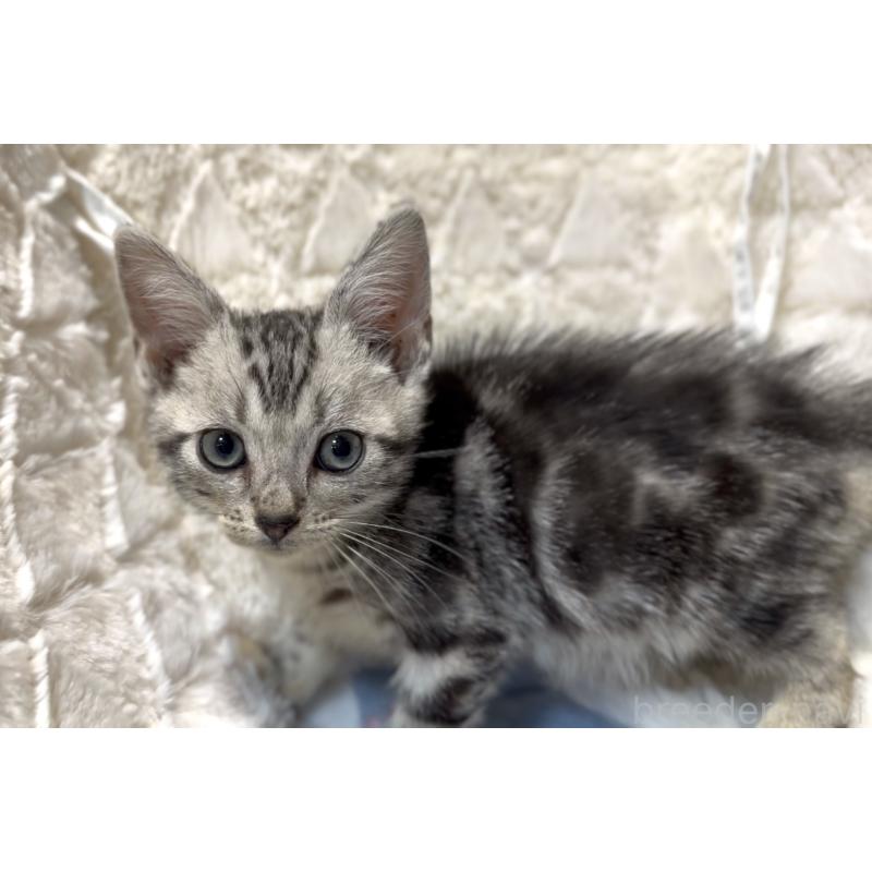 販売中の東京都のアメリカンショートヘア-133603の5枚目