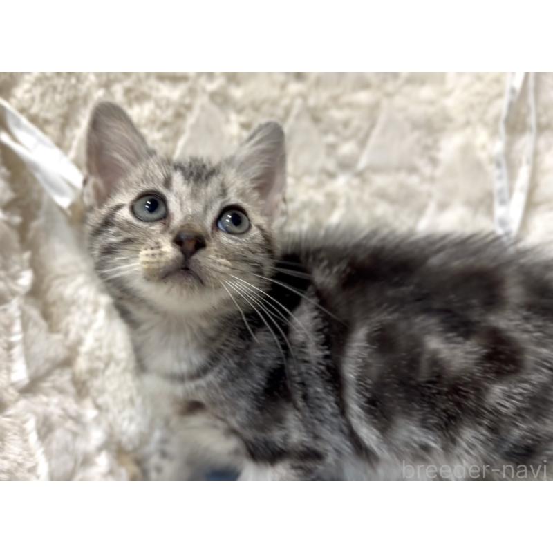 販売中の東京都のアメリカンショートヘア-133603の3枚目