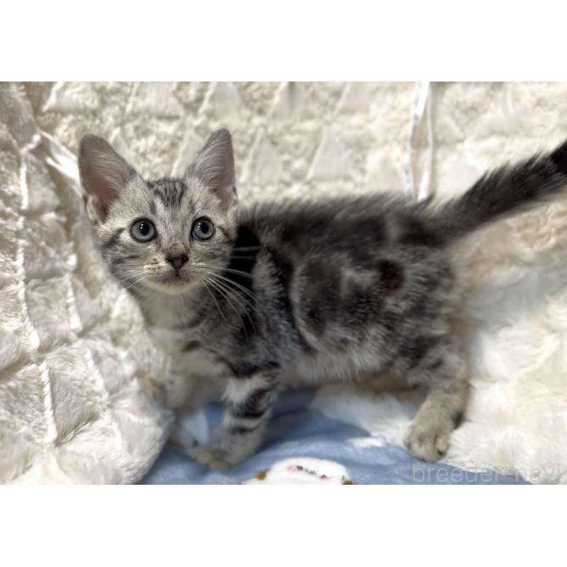 販売中の東京都のアメリカンショートヘア-133603の2枚目