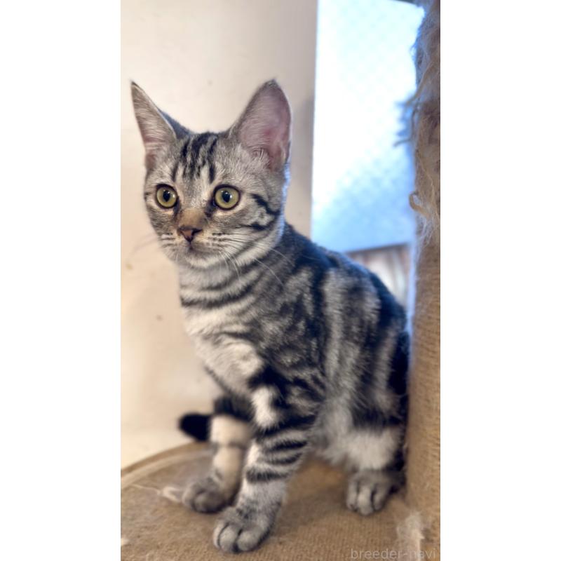 販売中の東京都のアメリカンショートヘア-130388の2枚目