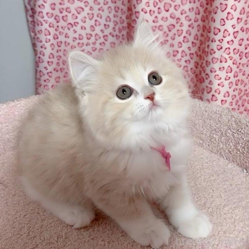 販売中の愛媛県のスコティッシュフォールド-133568の5枚目