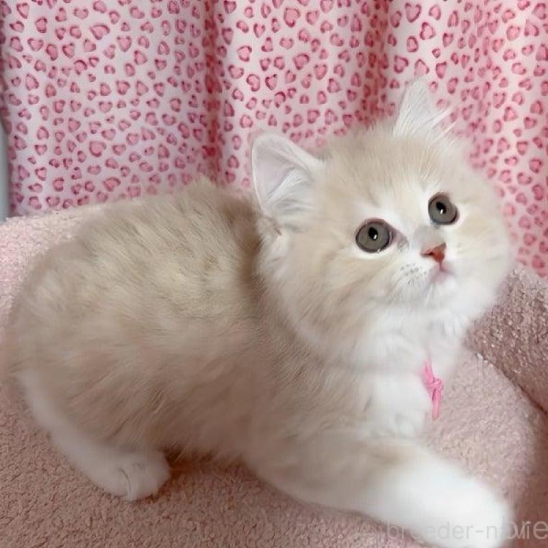 販売中の愛媛県のスコティッシュフォールド-133568の4枚目