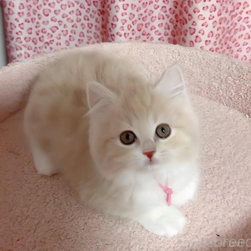 販売中の愛媛県のスコティッシュフォールド-133568の3枚目