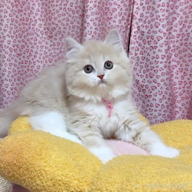 販売中の愛媛県のスコティッシュフォールド-133568の2枚目