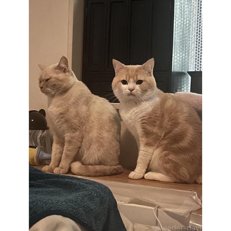 販売中の東京都のスコティッシュフォールド-120748の2枚目