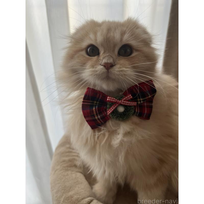 販売中の埼玉県のミヌエット-125480の3枚目