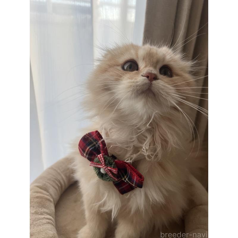 販売中の埼玉県のミヌエット-125480の2枚目