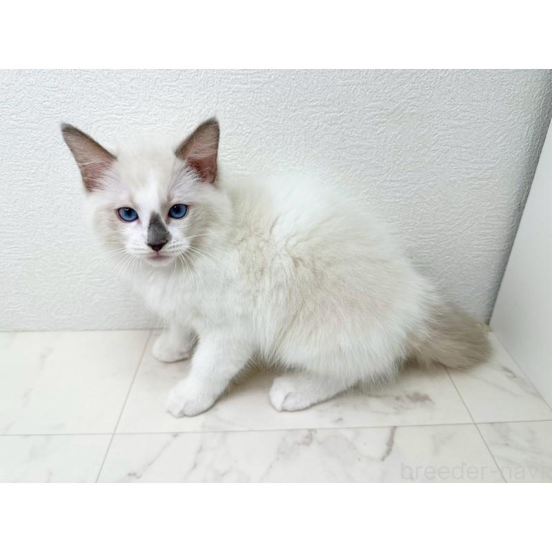 販売中の千葉県のラグドール-133611の4枚目