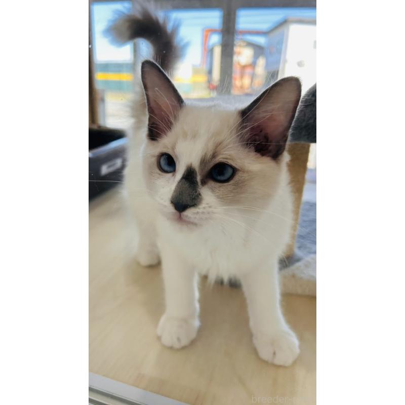 販売中の千葉県のラグドール-133611の3枚目