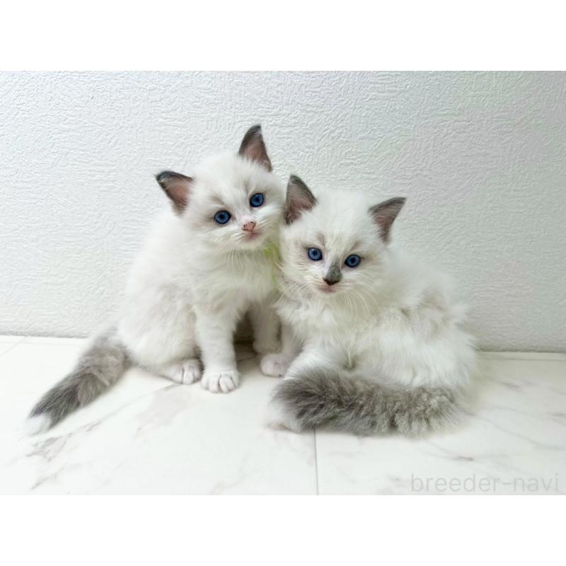 販売中の千葉県のラグドール-133611の2枚目