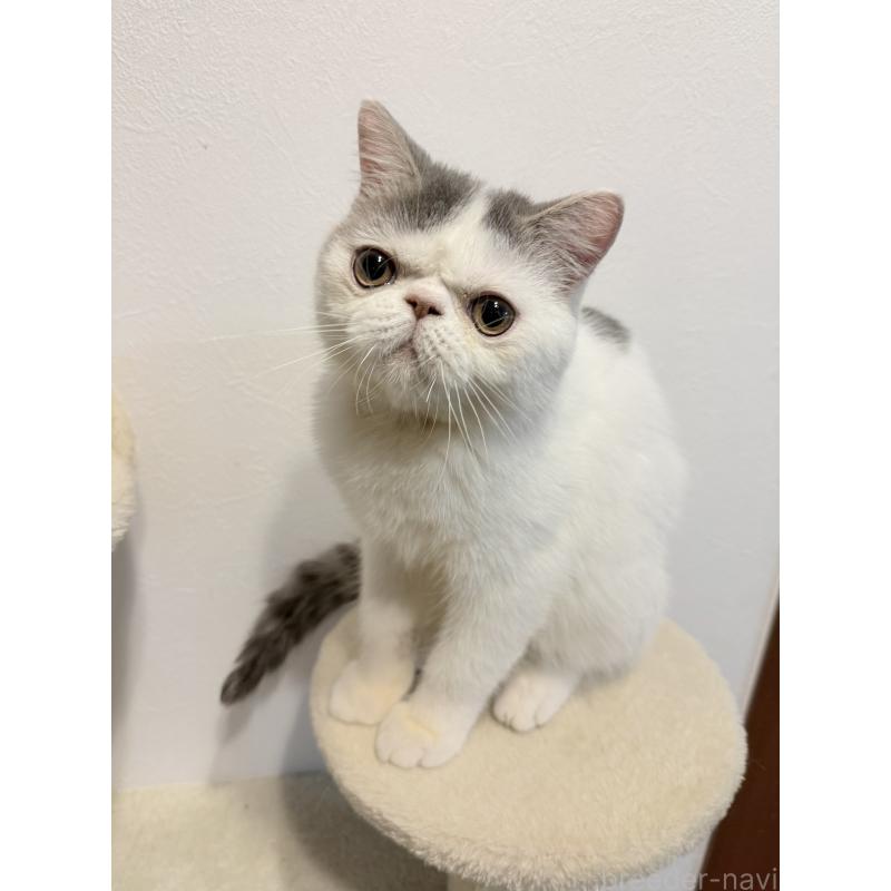 成約済の京都府のエキゾチックショートヘア-126378の2枚目