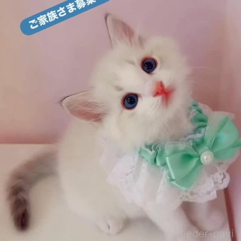 販売中の京都府のラグドール-133613