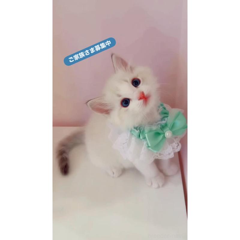 販売中の京都府のラグドール-133613の2枚目