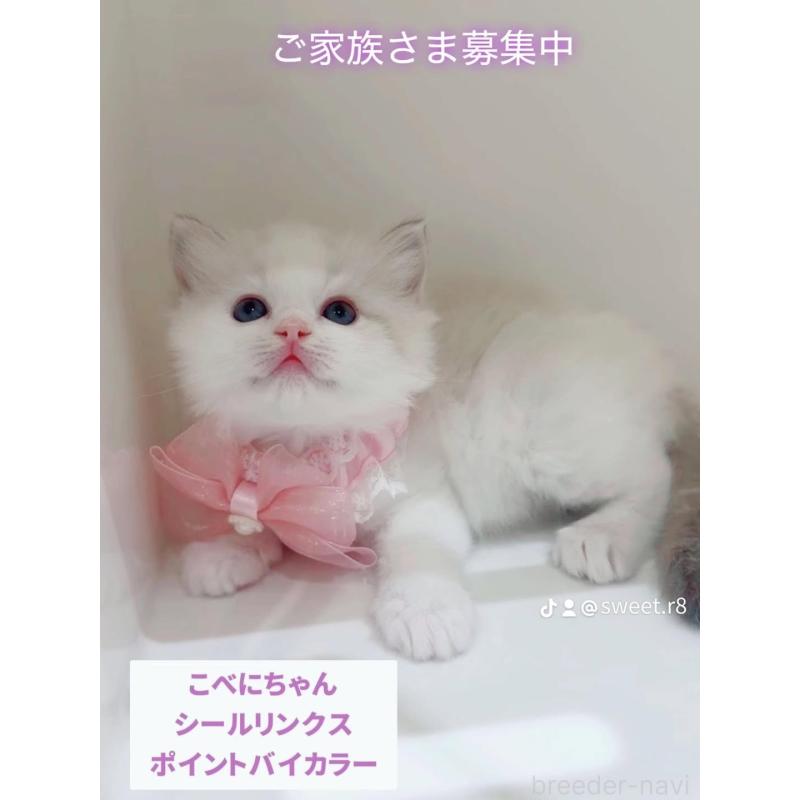 販売中の京都府のラグドール-133615の3枚目